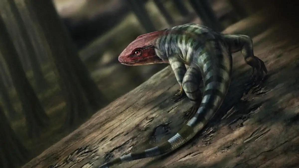Discovery in Australia foreshadows the origin of reptiles