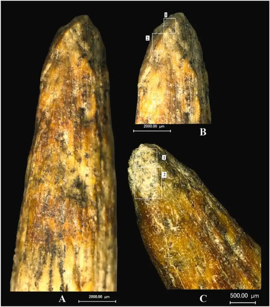 High-resolution-microscopic-photograph-of-the-tip-of-the-specimen