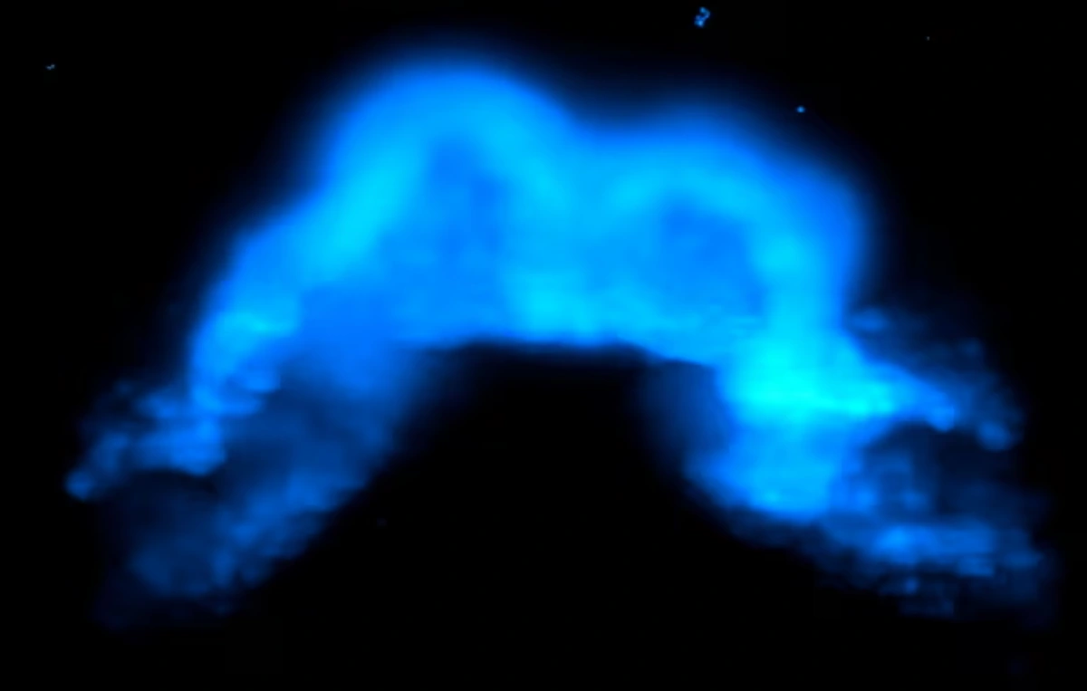 Scientists Capture the Heart's Initial Formation