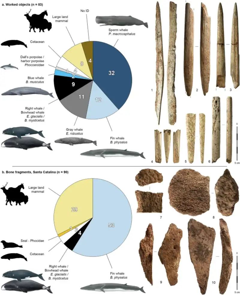 Tools made from whale bones used 20,000 years ago