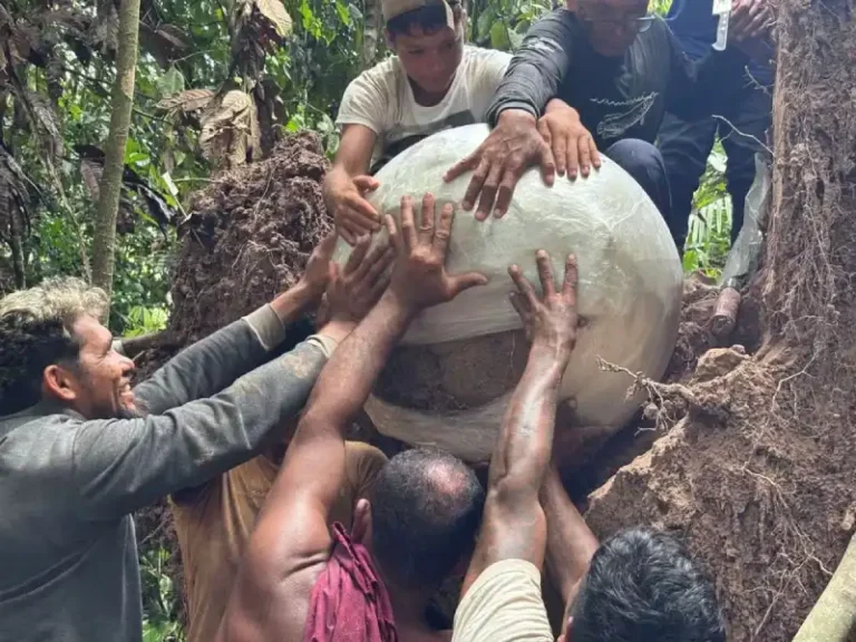 Árvore caída revela urnas funerárias com milhares de anos no Amazonas
