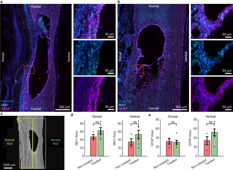 Atividade de células inflamatórias (microglia e astrócitos) nos tecidos ao redor do implante. O tratamento elétrico diário não provocou resposta inflamatória relevante, mesmo após 12 semanas.