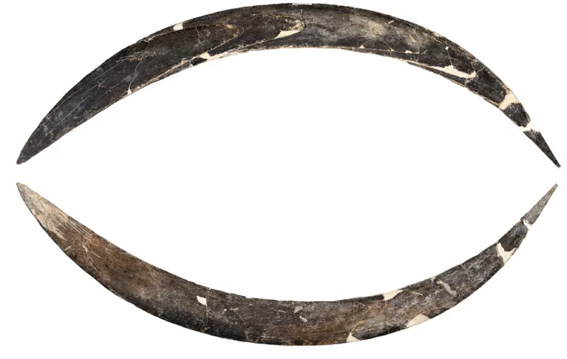 Boomerang de marfim com mais de 40 mil anos é descoberto na Polônia
