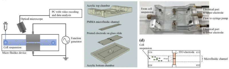 Detecting Cellular Aging Without Chemical Markers