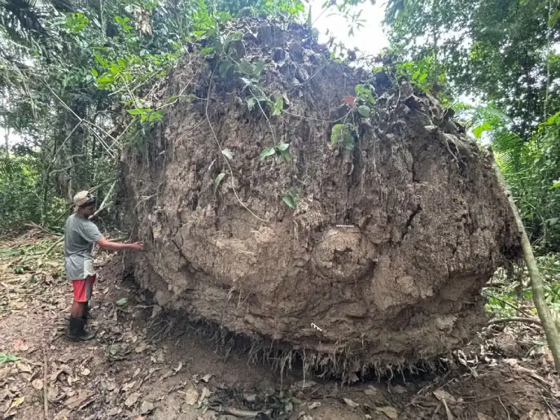 Fallen Tree Reveals Funerary Urns Thousands of Years Old in Amazonas, Brazil