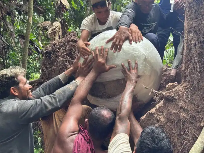 Fallen Tree Reveals Funerary Urns Thousands of Years Old in Amazonas