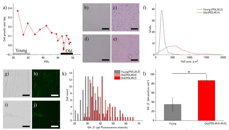 Microscopy images reveal the morphological differences between young and senescent cells, highlighting a significant increase in cell size. The graph shows the distribution of the measured cell areas.