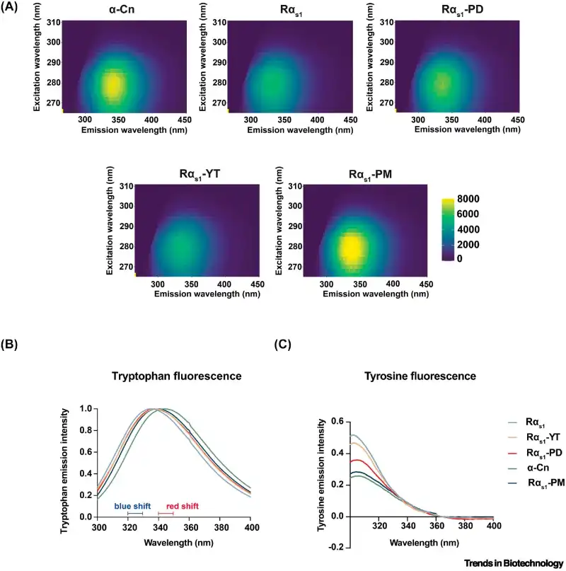 Fluorescence-based structural analysis shows that the recombinant versions of casein exhibit conformations similar to the bovine protein. Credit: *Trends in Biotechnology*