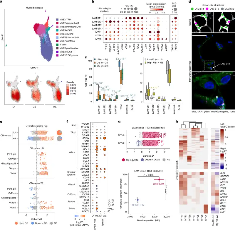 Even after losing weight, the tissue still retains immune cells in a state of “alert.” This may help explain why it's so easy to regain lost weight.