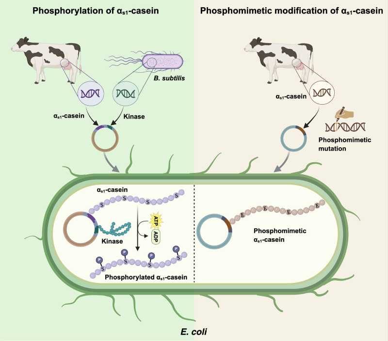 Two strategies for producing functional casein in *Escherichia coli* using phosphorylation and phosphomimetic modification.