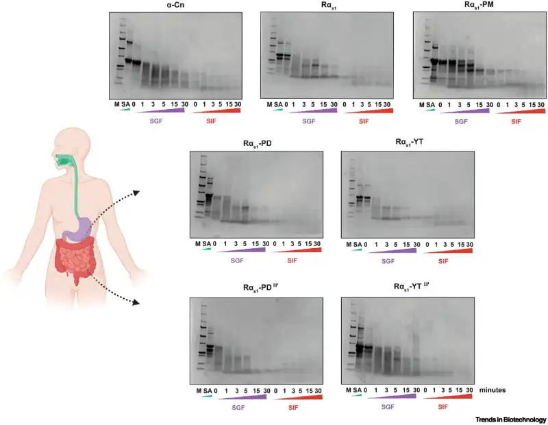 Casein degradation during the different phases of simulated digestion (oral, gastric, and intestinal), showing behavior similar to that of bovine casein. Credit: *Trends in Biotechnology*