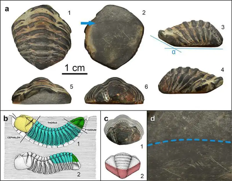 Fossil of a trilobite identified as *Colpocoryphe* sp., with visible wear marks on the underside, likely resulting from human manipulation for ornamental or ritual purposes. Credit: A. Fernández-Fernández et al.
