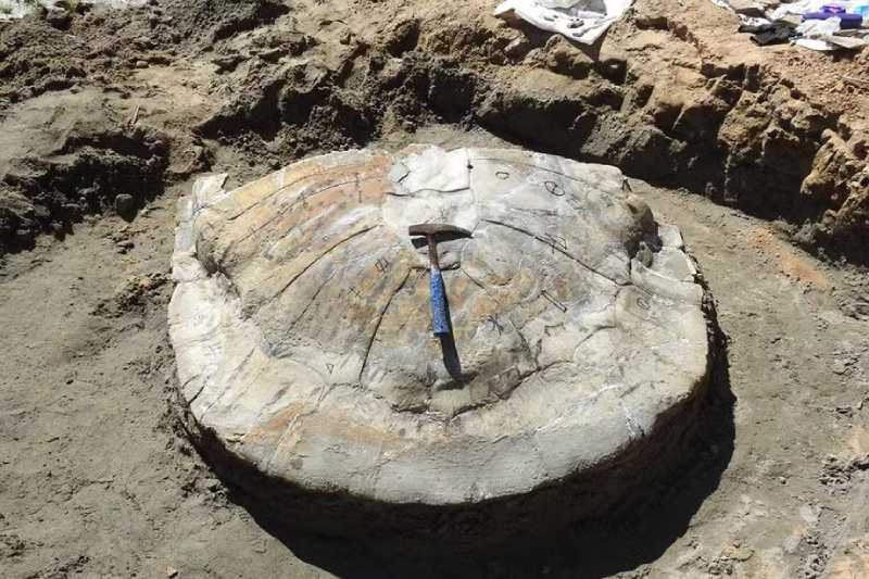 Fossil of the World's Largest Freshwater Turtle Discovered in Brazil