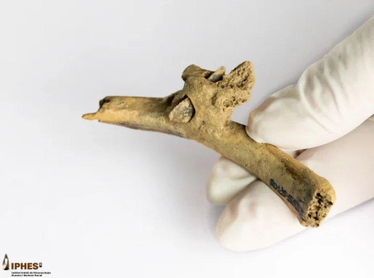 Pyrenees: arrow in human bone indicates attack 4,000 years ago