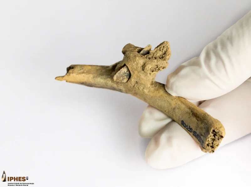 Pyrenees: arrow in human bone indicates attack 4,000 years ago