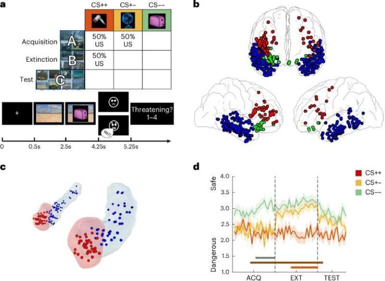 Paradigma experimental, implantação de eletrodos e resultados comportamentais. Crédito: *Nature Human Behaviour* (2025). DOI: 10.1038/s41562-025-02268-5