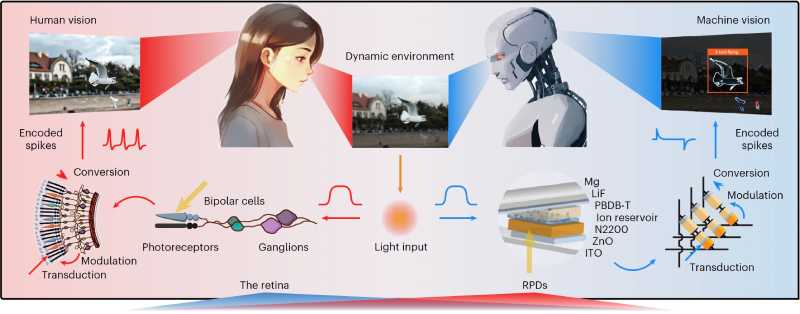 A estrutura e as funções do fotodiodo retinomórfico que replica a via visual da retina. Crédito: *Nature Nanotechnology* (2025). DOI: 10.1038/s41565-025-01973-6