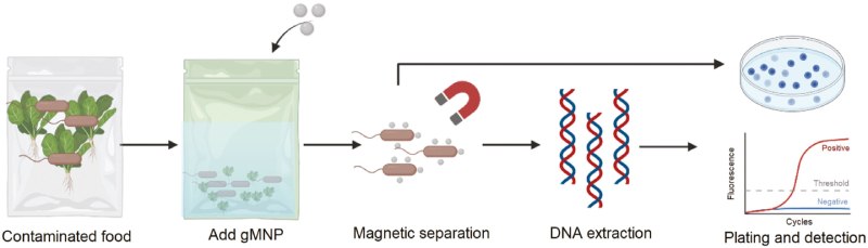 Plataforma de extração e detecção de patógenos baseada em gMNP (criada com BioRender). Crédito: Food Quality and Safety (2025). DOI: 10.1093/fqsafe/fyaf007