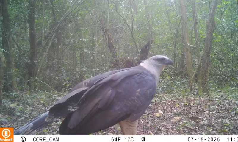 Rarest eagle in Brazil filmed for the first time