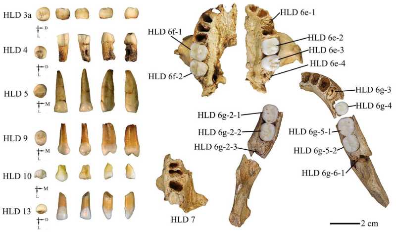 Teeth from 300,000 years ago suggest interbreeding between Homo sapiens and Homo erectus.