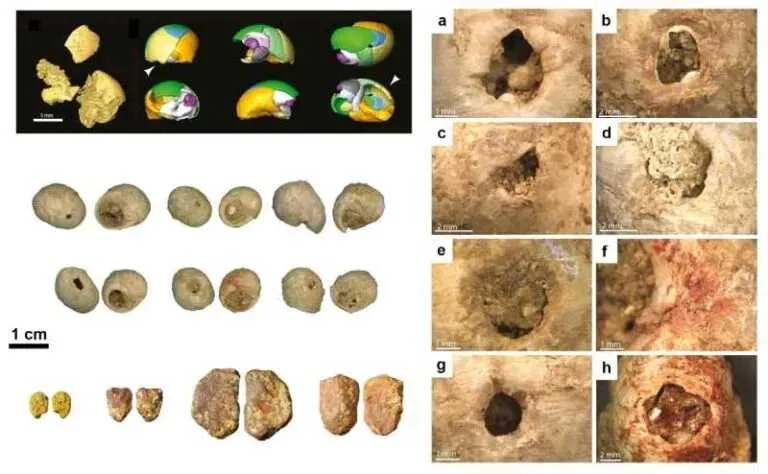Canto superior esquerdo: Pós-processamento microtomográfico e reconstrução virtual de uma concha Littorina obtusata de La Roche-à-Pierrot (Saint-Césaire, França), quebrada in situ durante eventos pós-deposicionais. Centro esquerdo: Conchas Littorina obtusata perfuradas associadas a ferramentas de pedra chatelperronianas. Canto inferior esquerdo: Pigmentos vermelhos e amarelos da mesma área. Direita: Visões microscópicas das modificações observadas na Littorina obtusata: perfurações feitas por pressão (a-e, g, h), manchas de pigmento (f, h). © S. Rigaud & L. Dayet