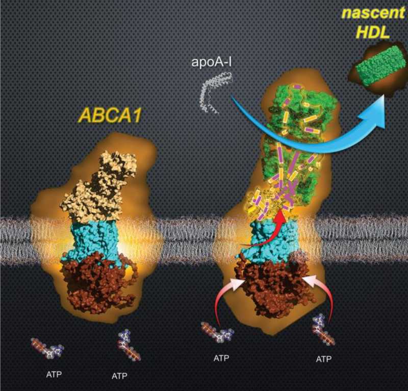 Visualização em detalhe molecular da proteína ABCA1 enquanto ela gera novas partículas de HDL, obtida por microscopia de força atômica de alta velocidade.