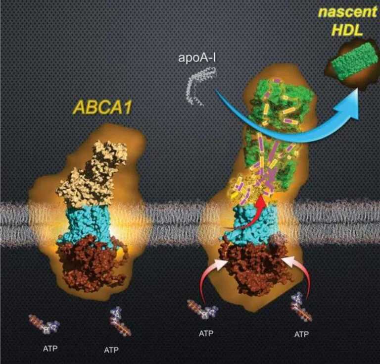 Molecular-level visualization of the ABCA1 protein as it generates new HDL particles, obtained by high-speed atomic force microscopy.