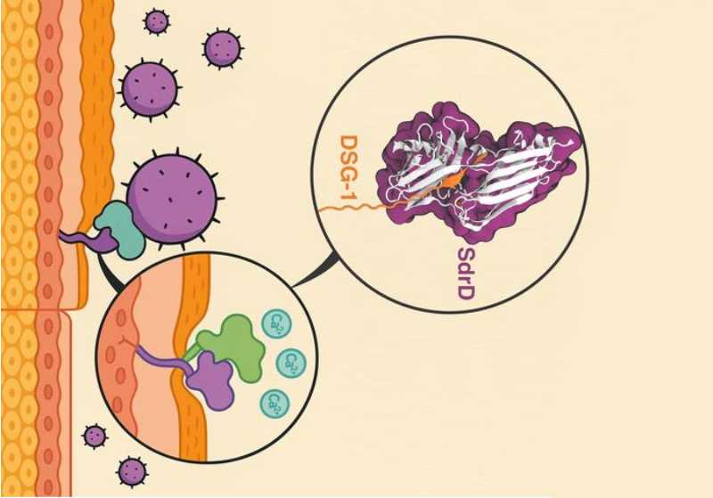 Illustration of the molecular handshake that drives Staphylococcus aureus adhesion to human skin. The bacterial adhesin SdrD (purple) binds tightly to the host receptor desmoglein-1 (DSG-1, orange) on keratinocytes, with calcium ions (Ca²⁺) stabilizing the interaction. This calcium-dependent binding allows S. aureus to attach strongly to the skin surface, providing a molecular explanation for the bacterium's ability to resist mechanical forces and establish infection. CREDIT: Department of Physics – Auburn University