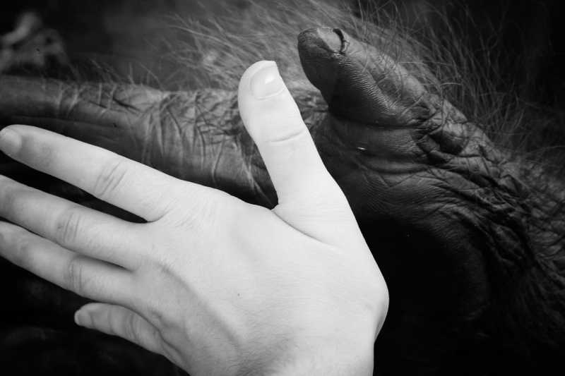Costuma-se dizer que os seres humanos e os chimpanzés compartilham quase 99% do seu DNA, mas será que isso é verdade?