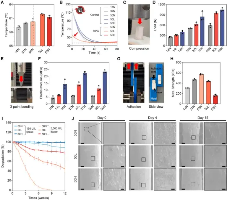 Compression test of the scaffolds, showing that increasing HA concentration improves mechanical strength.