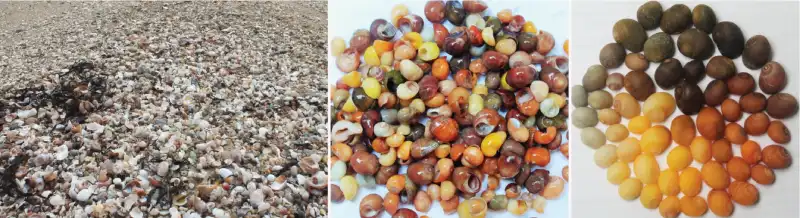 Left: Thanatocoenosis on Men-Du beach (Brittany, France). Centre: Reference collection of Littorina obtusata collected from the thanatocoenosis on 8th October 2016. Right: Colour variability of L. obtusata. © S. Rigaud