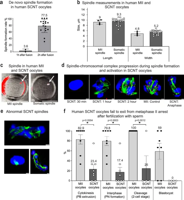 Stages of the mitomeiosis process in human oocytes reconstructed by nuclear transfer. Artificial activation is necessary to allow embryonic development to progress.