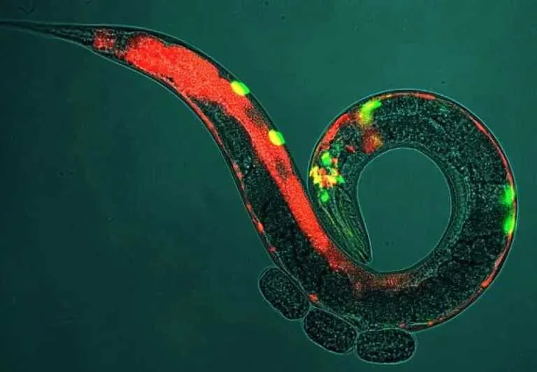Study with Worms Reveals Dopamine’s Crucial Role in Memory