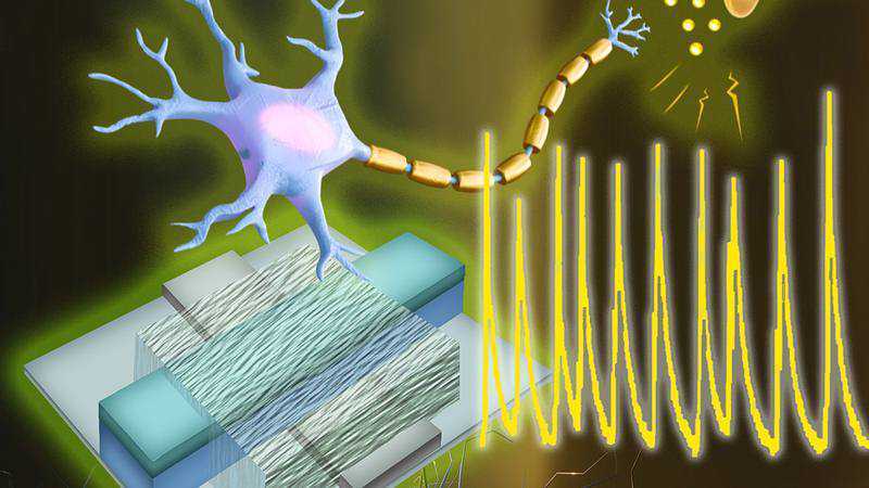 The first artificial neurons that communicate directly with living cells