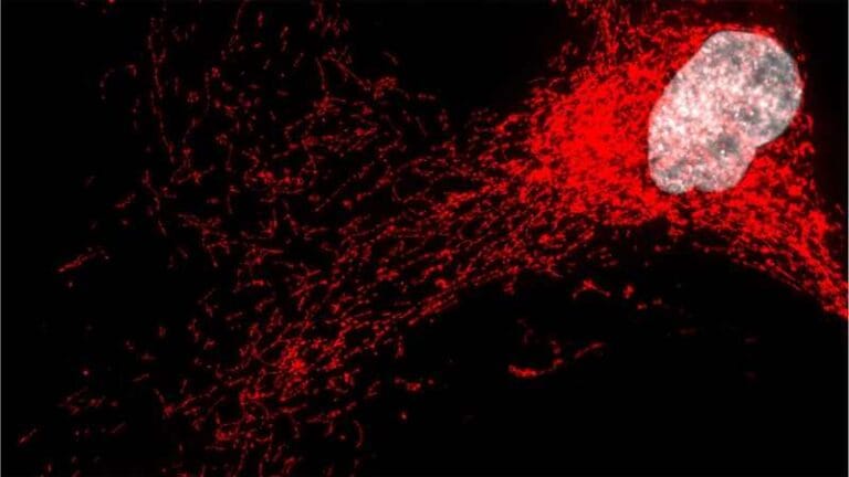 Uma imagem de microscopia de uma célula senescente e de sua rede mitocondrial, mostrada em vermelho (o núcleo aparece em cinza). Crédito: Mayo Clinic.