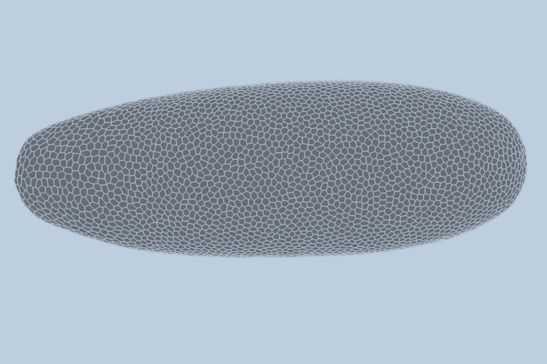 Um embrião de Drosophila em desenvolvimento foi registrado por meio de microscopia de folha de luz. Em seguida, o embrião foi segmentado, acompanhado e reconstruído digitalmente. As fronteiras entre as células mostram como cada célula se dobra, se divide e se reorganiza ao longo do processo.