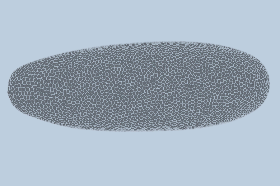 Um embrião de Drosophila em desenvolvimento foi registrado por meio de microscopia de folha de luz. Em seguida, o embrião foi segmentado, acompanhado e reconstruído digitalmente. As fronteiras entre as células mostram como cada célula se dobra, se divide e se reorganiza ao longo do processo.