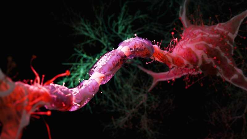 Reduzir as calorias em 30% pode proteger o cérebro contra o envelhecimento