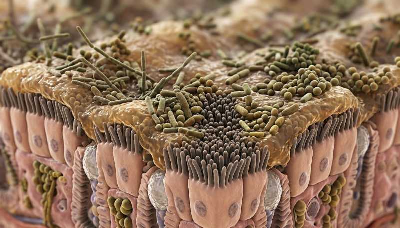 Parkinson e Intestino: A Chave nas Vitaminas B para um Tratamento Inovador