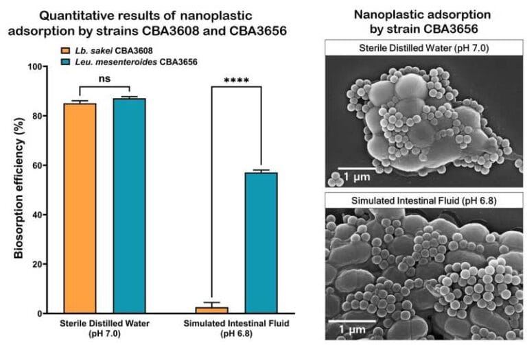 Comparação da eficiência de adsorção de nanoplásticos pelas cepas CBA3608 e CBA3656 em água destilada e em fluido intestinal simulado. Crédito: Instituto Mundial do Kimchi (WiKim)