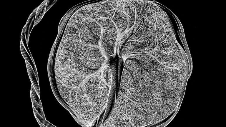 Cientistas construíram um novo atlas de células a partir de tecidos placentários e uterinos. (Crédito da imagem: mikroman6 via Getty Images)