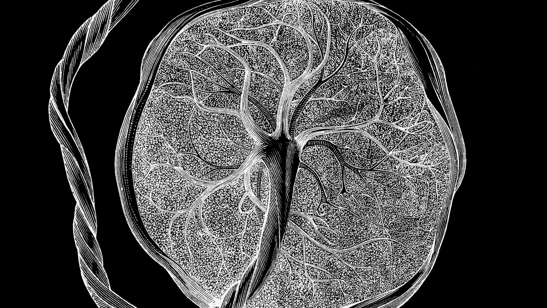 Cientistas construíram um novo atlas de células a partir de tecidos placentários e uterinos. (Crédito da imagem: mikroman6 via Getty Images)