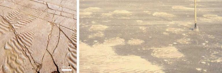 Um tapete microbiano plano com marcas onduladas em uma planície de maré do Cambriano (à esquerda) e atual (à direita). Crédito da imagem: Nora Noffke.