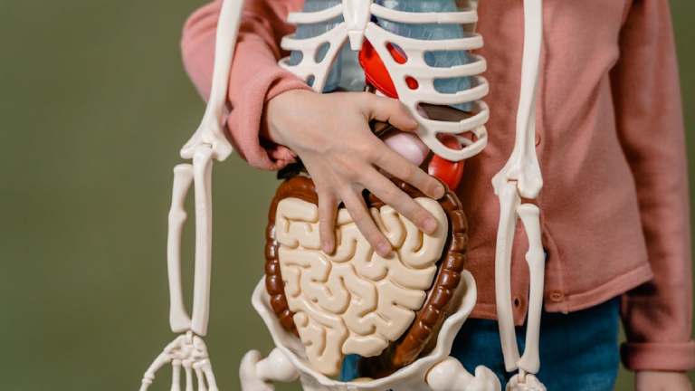 A Influência do Ritmo Intestinal na Saúde do Corpo