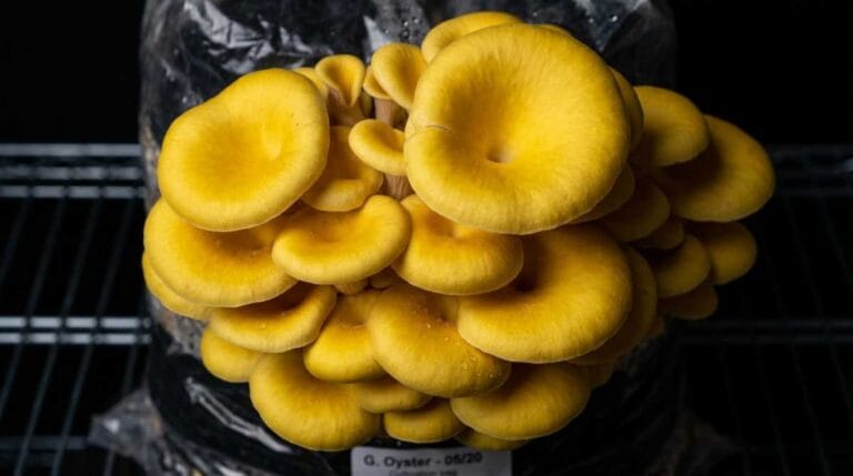 Um popular cogumelo comestível está invadindo silenciosamente florestas e expulsando espécies nativas.