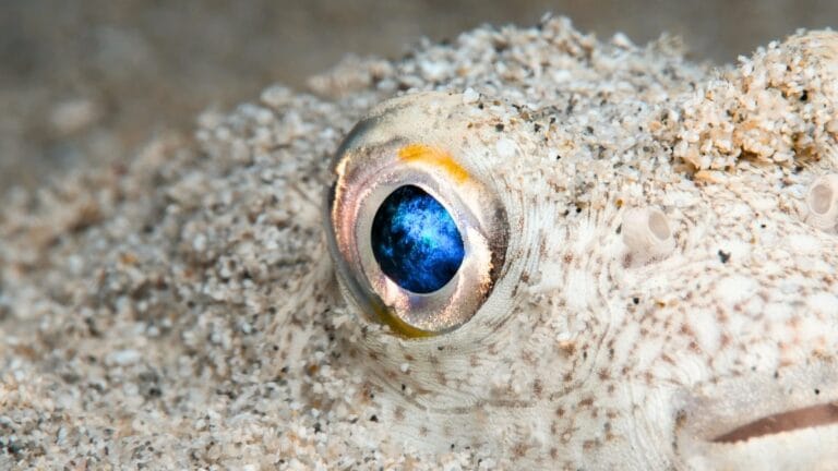 Estudo Revela Origem Evolutiva dos Olhos dos Vertebrados