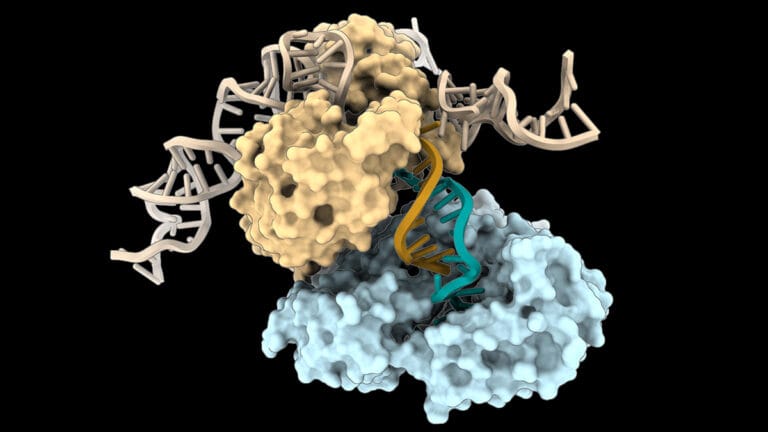 Cientistas Descobrem Nova Forma de Síntese de DNA