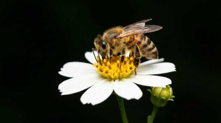 Estudo Revela que Abelhas Podem Contar