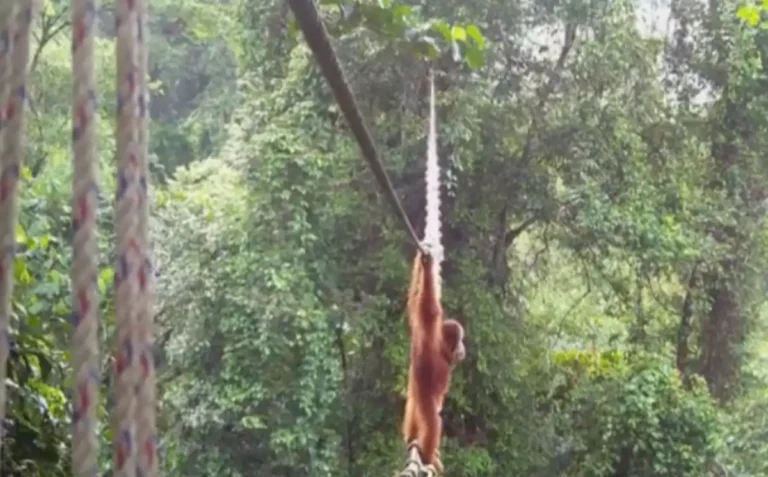 Um orangotango utilizando a ponte de dossel construída pela ONG de conservação Tangguh Hutan Khatulistiwa (TaHuKah), em colaboração com parceiros governamentais e a instituição de caridade britânica SOS, para atravessar uma estrada no distrito de Pakpak Bharat, em Sumatra do Norte.