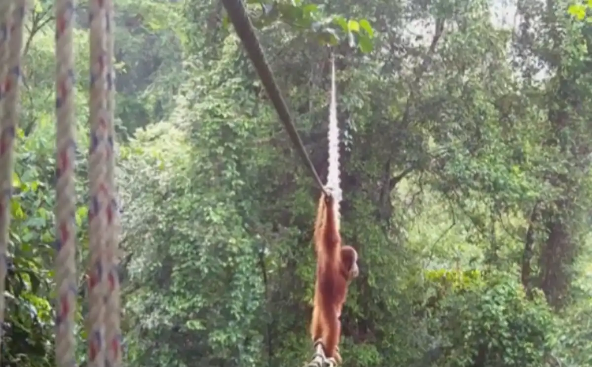 Um orangotango utilizando a ponte de dossel construída pela ONG de conservação Tangguh Hutan Khatulistiwa (TaHuKah), em colaboração com parceiros governamentais e a instituição de caridade britânica SOS, para atravessar uma estrada no distrito de Pakpak Bharat, em Sumatra do Norte.
